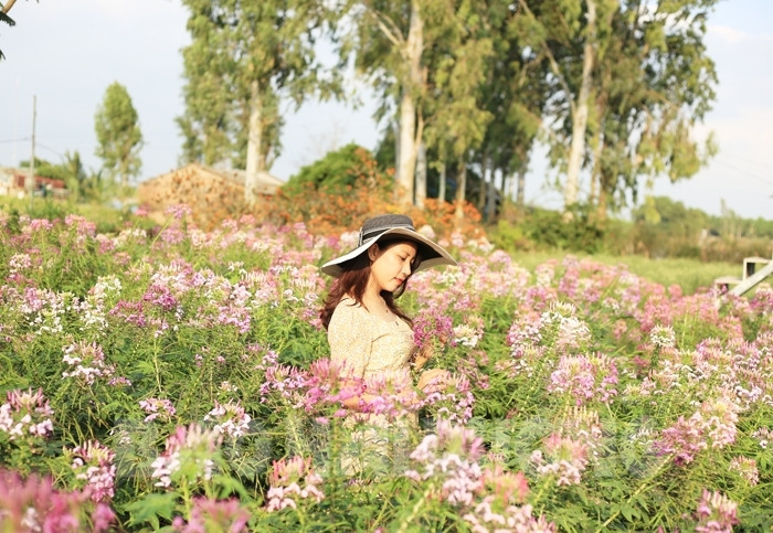 [Photos] Autumn-winter flower destinations for check-in in Hai Duong
